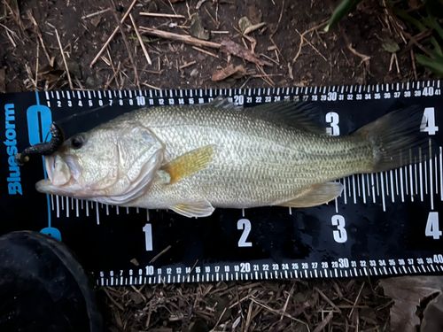 ラージマウスバスの釣果