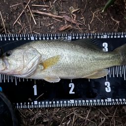 ラージマウスバス