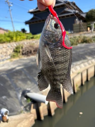 釣果