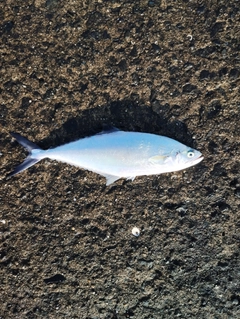 イケカツオの釣果