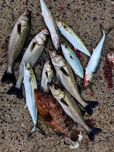 シーバスの釣果