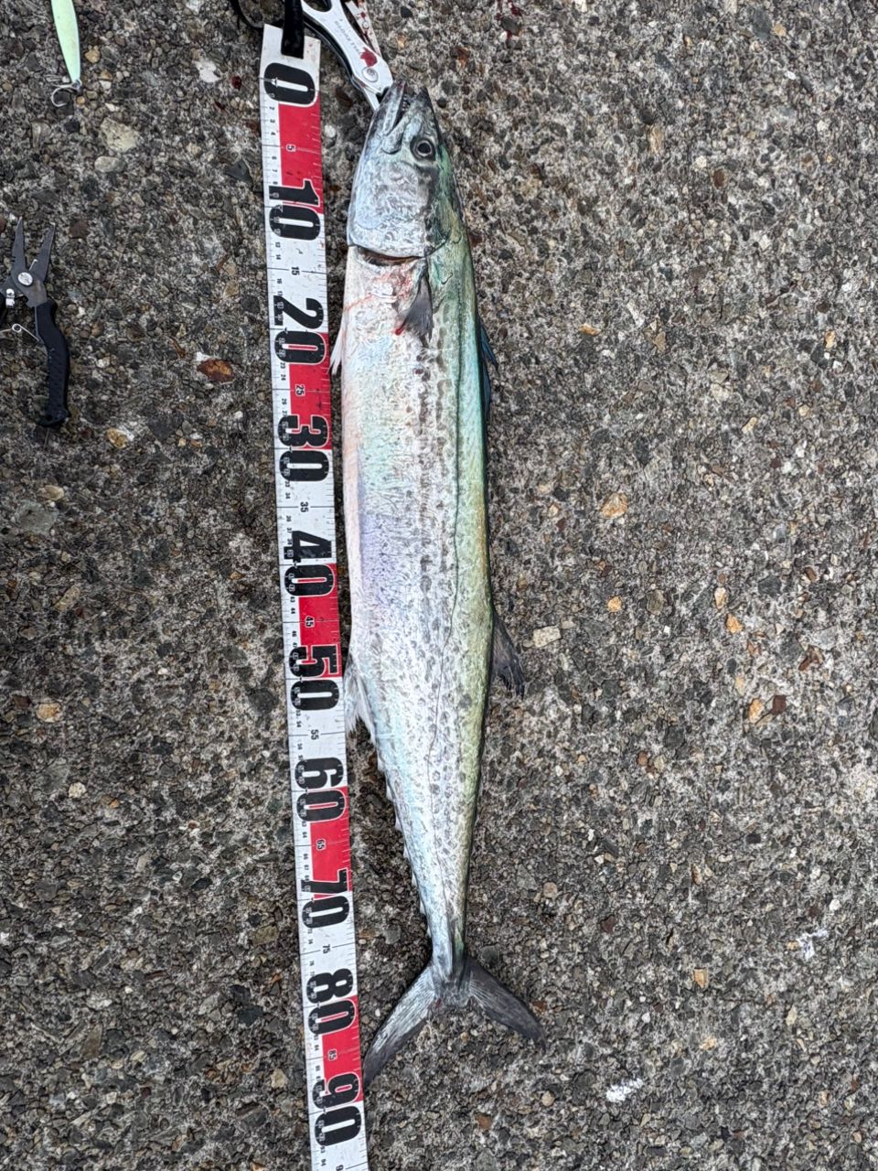 APIA グランデージ アトラス BLUE RUNNER 100MHの最安値・インプレ