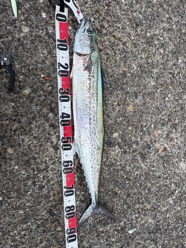 サワラの釣果