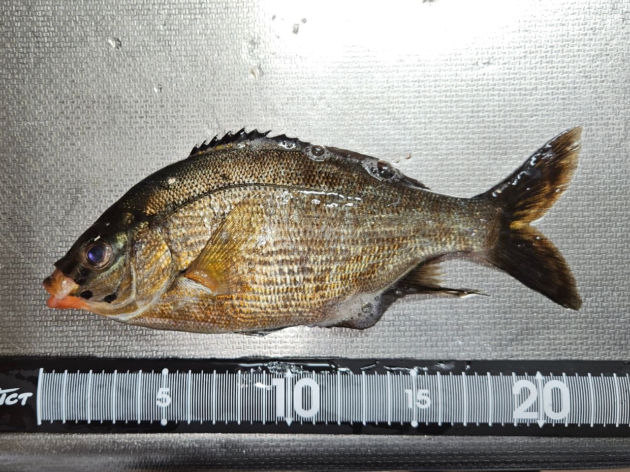 DAIWA 22月下美人 EX 66L-Sの最安値・インプレ・釣果 | 本音の口コミが