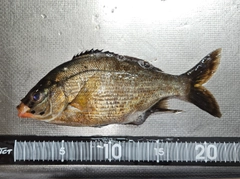 ウミタナゴの釣果