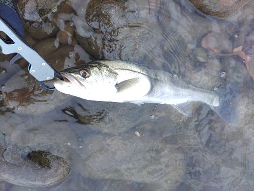 セイゴ（マルスズキ）の釣果