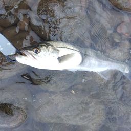 セイゴ（マルスズキ）