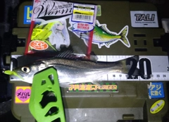 シーバスの釣果