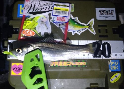 シーバスの釣果