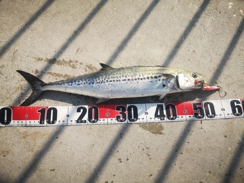 南芦屋浜ベランダ