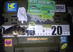 タケノコメバルの釣果