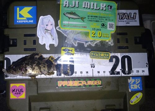 タケノコメバルの釣果