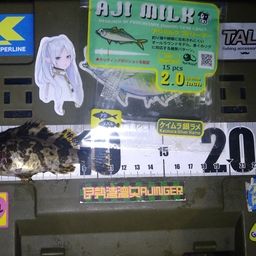 タケノコメバル