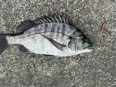 チヌの釣果