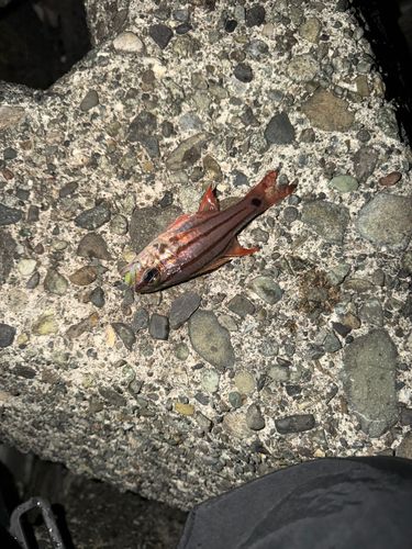 オオスジイシモチの釣果