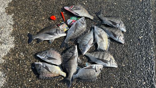 チヌの釣果