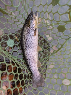 ブラウントラウトの釣果