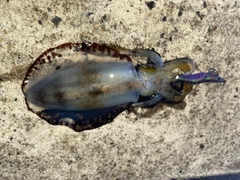 アオリイカの釣果