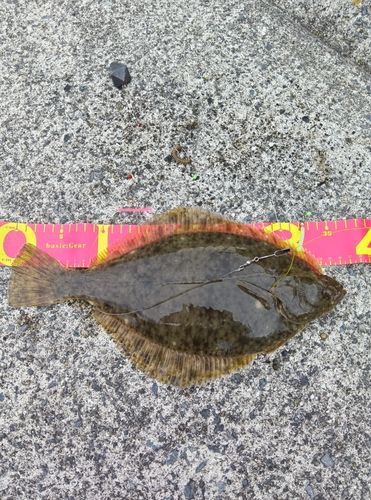 カレイの釣果