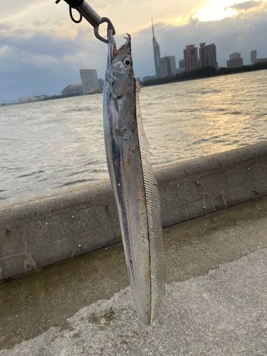 タチウオの釣果