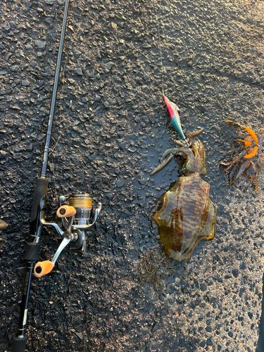 日明海峡釣り公園