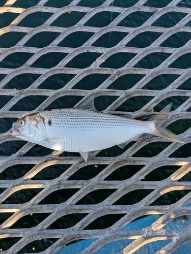 コノシロの釣果