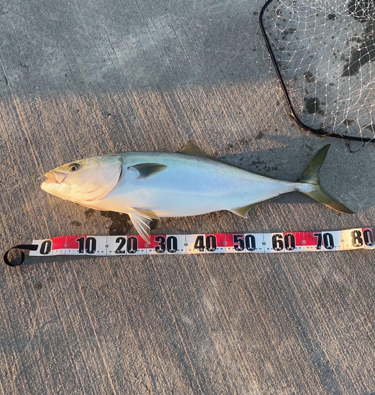 SHIMANO ホリデー イソ 5-450PTSの最安値・インプレ・釣果 | 本音の