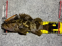 タケノコメバルの釣果