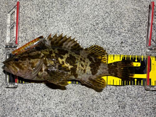 タケノコメバルの釣果