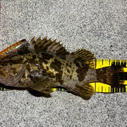 タケノコメバル