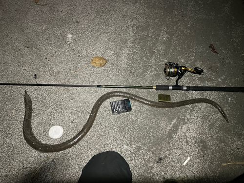 ダイナンウミヘビの釣果