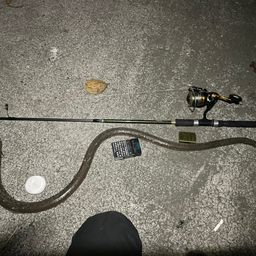 ダイナンウミヘビ