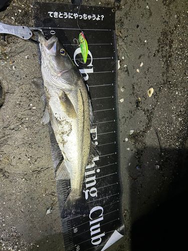 シーバスの釣果