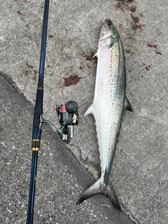 サワラの釣果