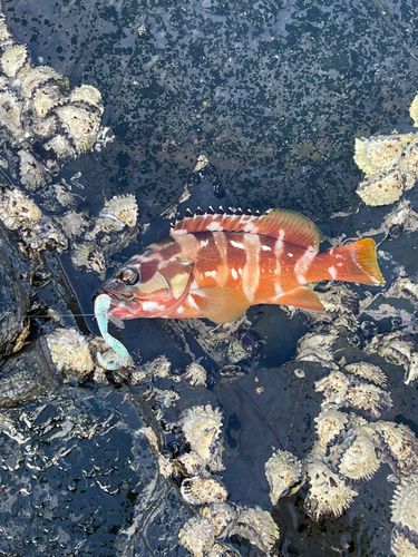 アカハタの釣果