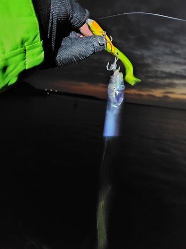 タチウオの釣果