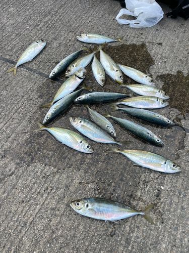 アジの釣果