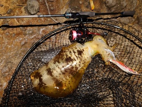 アオリイカの釣果