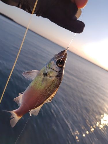 セイゴ（ヒラスズキ）の釣果