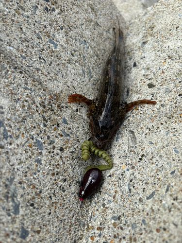 アイナメの釣果