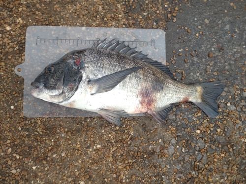 養老川臨海公園