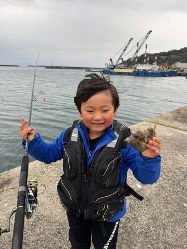 カワハギの釣果