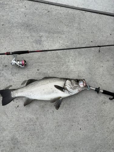 ヒラスズキの釣果