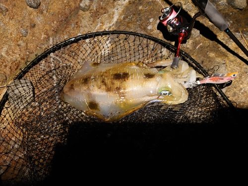 アオリイカの釣果