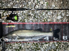 ハクラ（タイリクスズキ）の釣果