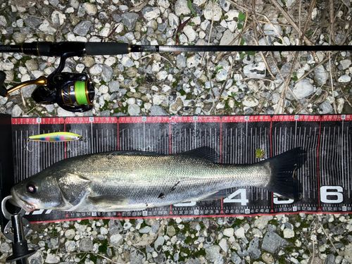 ハクラ（タイリクスズキ）の釣果