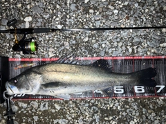 ハクラ（タイリクスズキ）の釣果