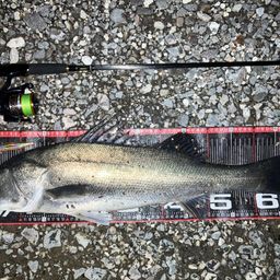 ハクラ（タイリクスズキ）