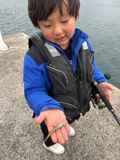 イトヒキハゼの釣果