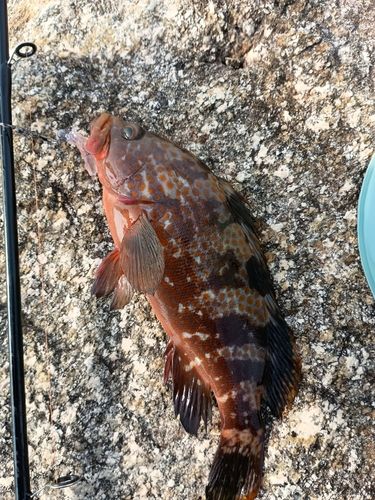 キジハタの釣果